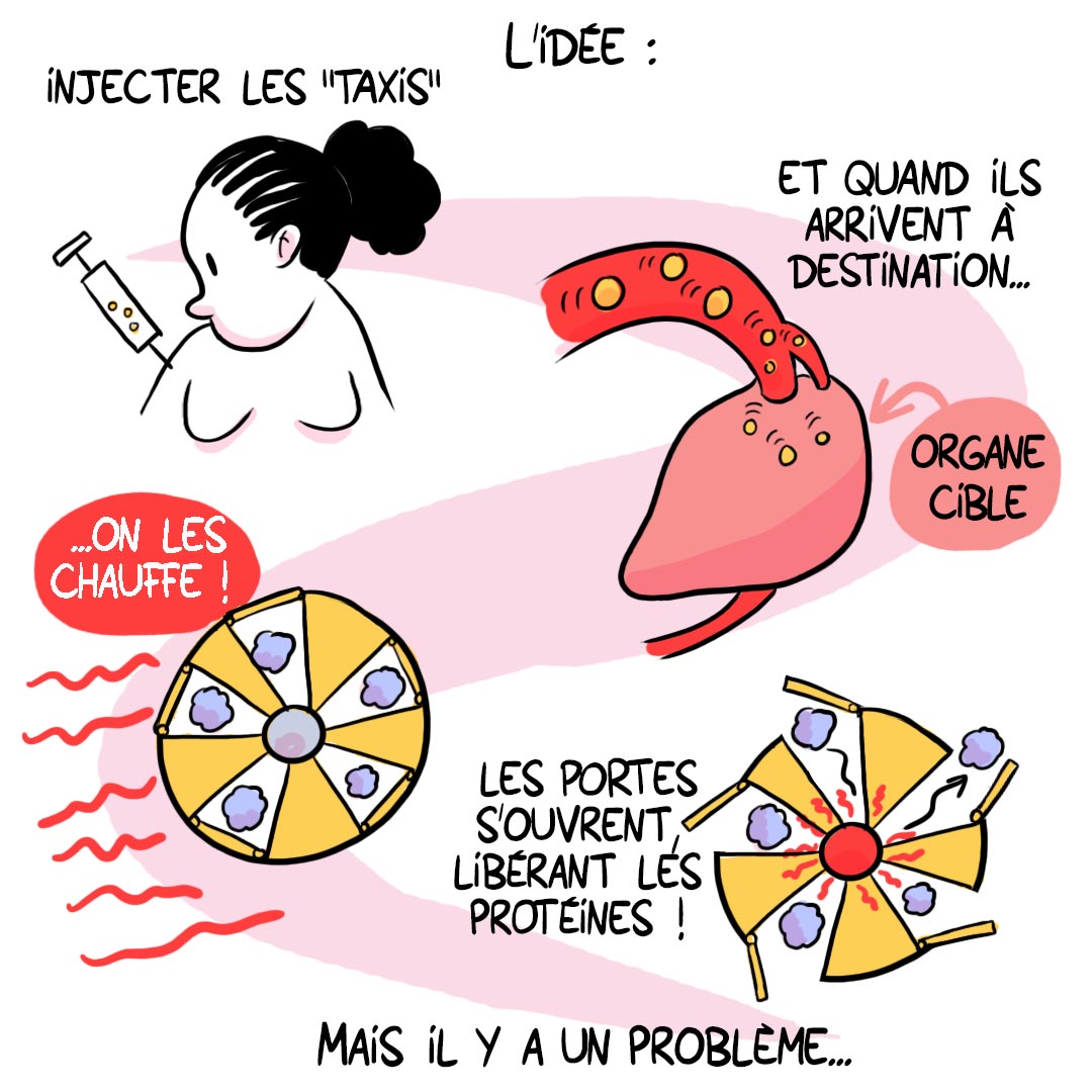 CNRS_Alsace's tweet image. 🗨️𝗕𝗗𝑒́𝑐𝑜𝑢𝑣𝑟𝑜𝑛𝑠 CORELMAG 9/13
Concevoir des taxis à protéines pour (dé)livrer des médicaments avec précision : un défi relevé par l&apos;@IPCMSlab ! 
Découvrez ce projet en BD
1 jour = 1 vignette
 @AgenceRecherche @CNRS @CNRSchimie 
#SAPSCNRS #sante #chimie #materiaux