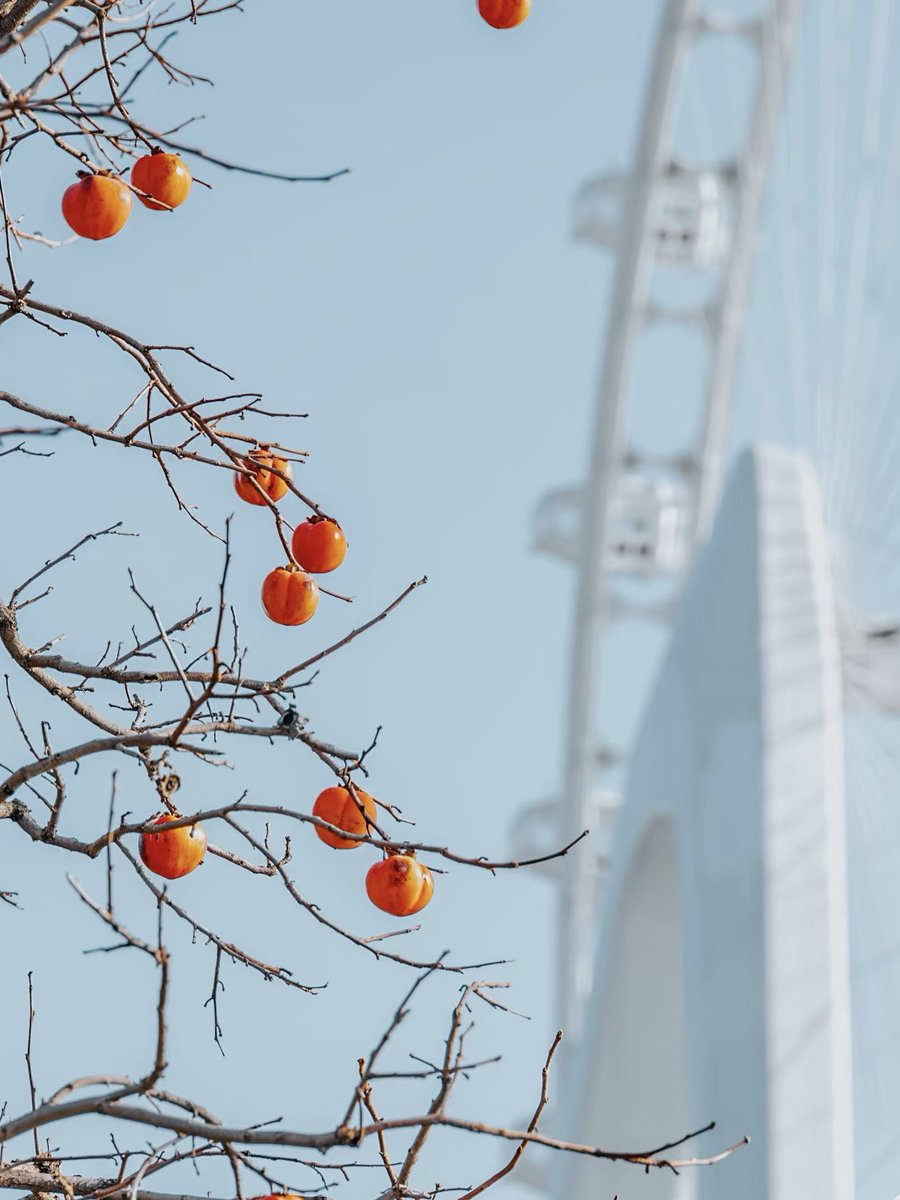 VisitSuzhou's tweet image. Where nature meets modernity 🌿✨ The vibrant persimmon tree stands tall against the backdrop of the giant ferris wheel, creating a unique scene only found by Jinji Lake in Suzhou. A perfect blend of tradition and innovation! #Suzhou #JinjiLake #UniqueViews #NatureAndCity
