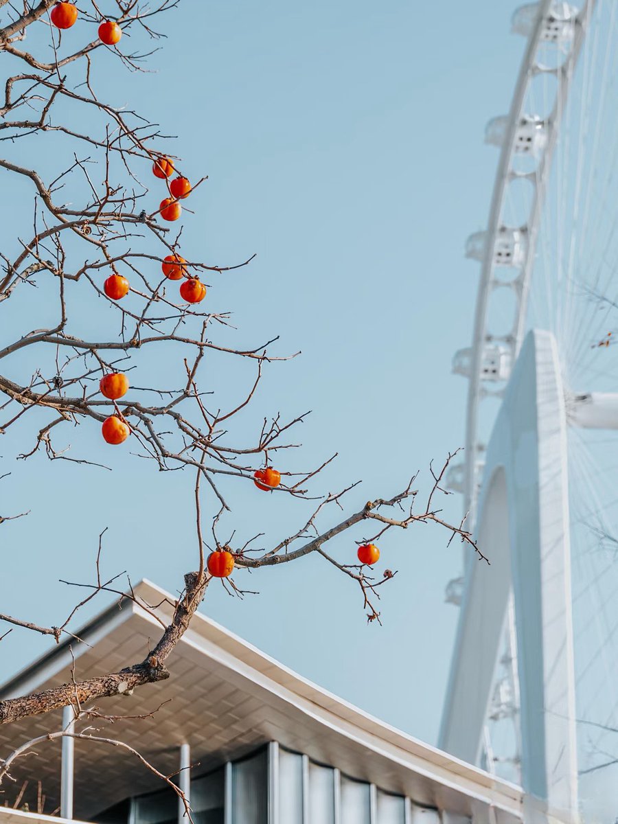 VisitSuzhou's tweet image. Where nature meets modernity 🌿✨ The vibrant persimmon tree stands tall against the backdrop of the giant ferris wheel, creating a unique scene only found by Jinji Lake in Suzhou. A perfect blend of tradition and innovation! #Suzhou #JinjiLake #UniqueViews #NatureAndCity