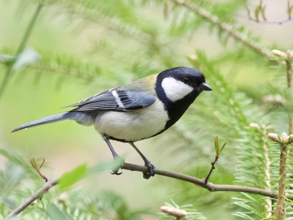 鈴木俊貴 Toshitaka Suzuki tweet media