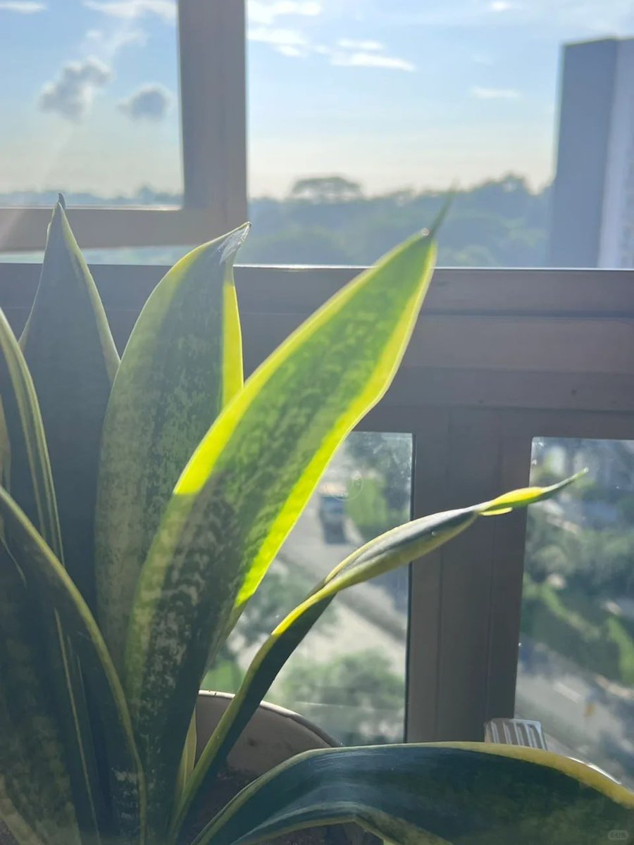 いい天気です。今日はショッピングに出かける予定です。