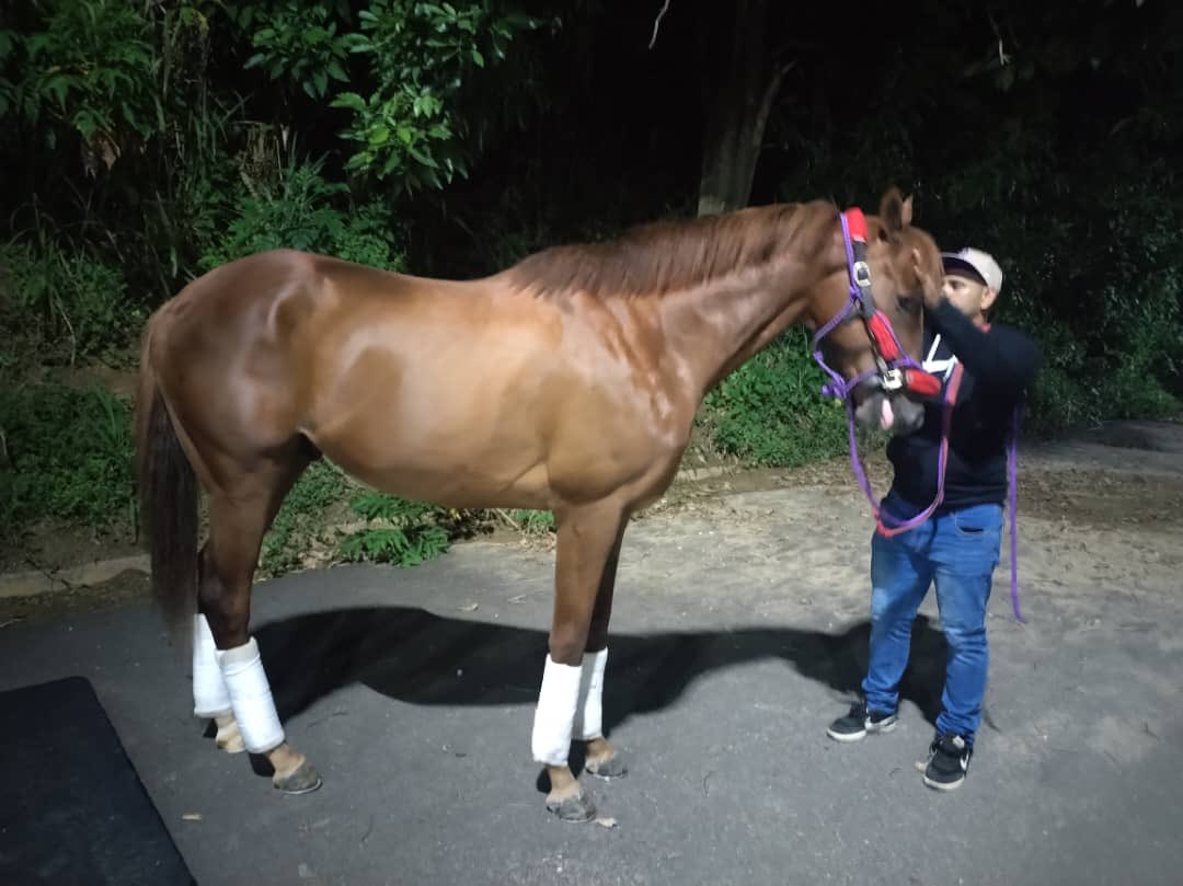Riccardo D'Angelo (@rickydangelo13) on Twitter photo Ya en la Rinconada SHARAR ! Excelente logística con todo los trámites de ingreso , gracias a <a href="/OficialINH/">OFICIAL INH</a> por el apoyo y resguardar la salud y el bienestar del equino a su llegada ! Ya en la Rinconada SHARAR ! Excelente logística con todo los trámites de ingreso , gracias a <a href="/OficialINH/">OFICIAL INH</a> por el apoyo y resguardar la salud y el bienestar del equino a su llegada !
