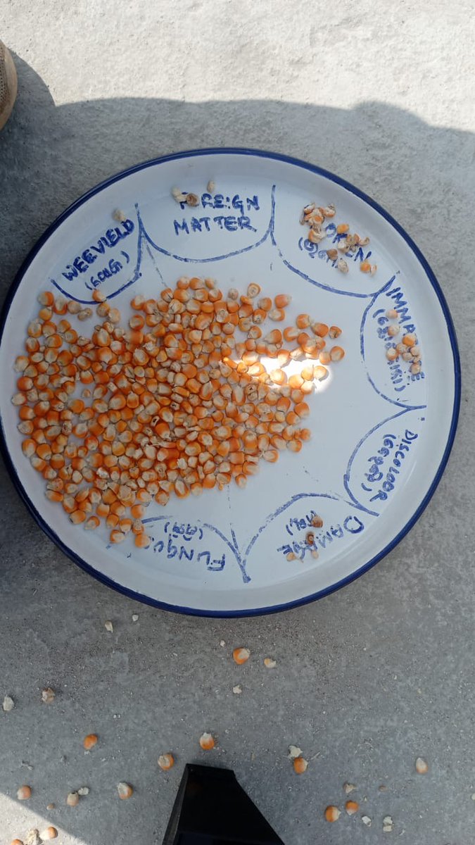 MANDI_Maize's tweet photo. Maa Patadei Mission Shakti FPC has completed procurement of 5000 qtl of maize from 85 farmers in November with organized linkages with Vijaynagar Biotech and poultry farms
@arvindpadhee @NidhiNSrinivas @krushibibhag @mission_shakti @vipinaccess @subhendu75 @AgriGoI @CIMMYT https://t.co/fn5sVc9fRX