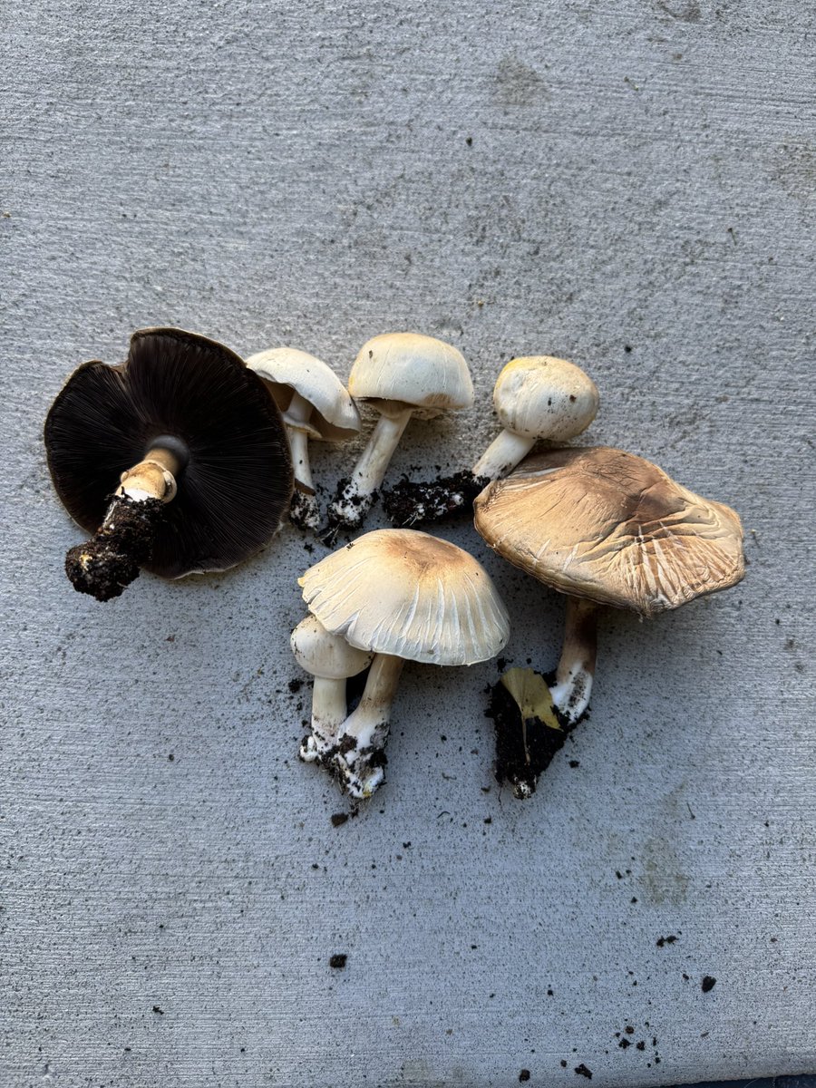 Cristina Cordova tweet media