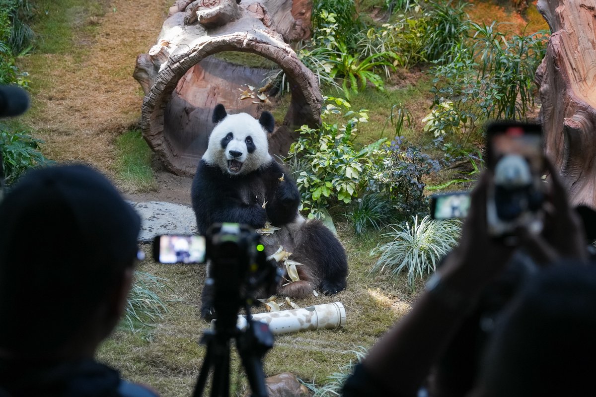 "HAI!" 🐼

A brilliant pic from <a href="/HKFP/">Hong Kong Free Press HKFP</a>'s Kyle Lam, as two pandas made their debut in front of the media on Monday. Full gallery: hongkongfp.com/2024/12/02/hkf… <a href="/ocean_park/">香港海洋公園 Ocean Park HK</a>. #hongkong <a href="/discoverhk/">Hong Kong</a>