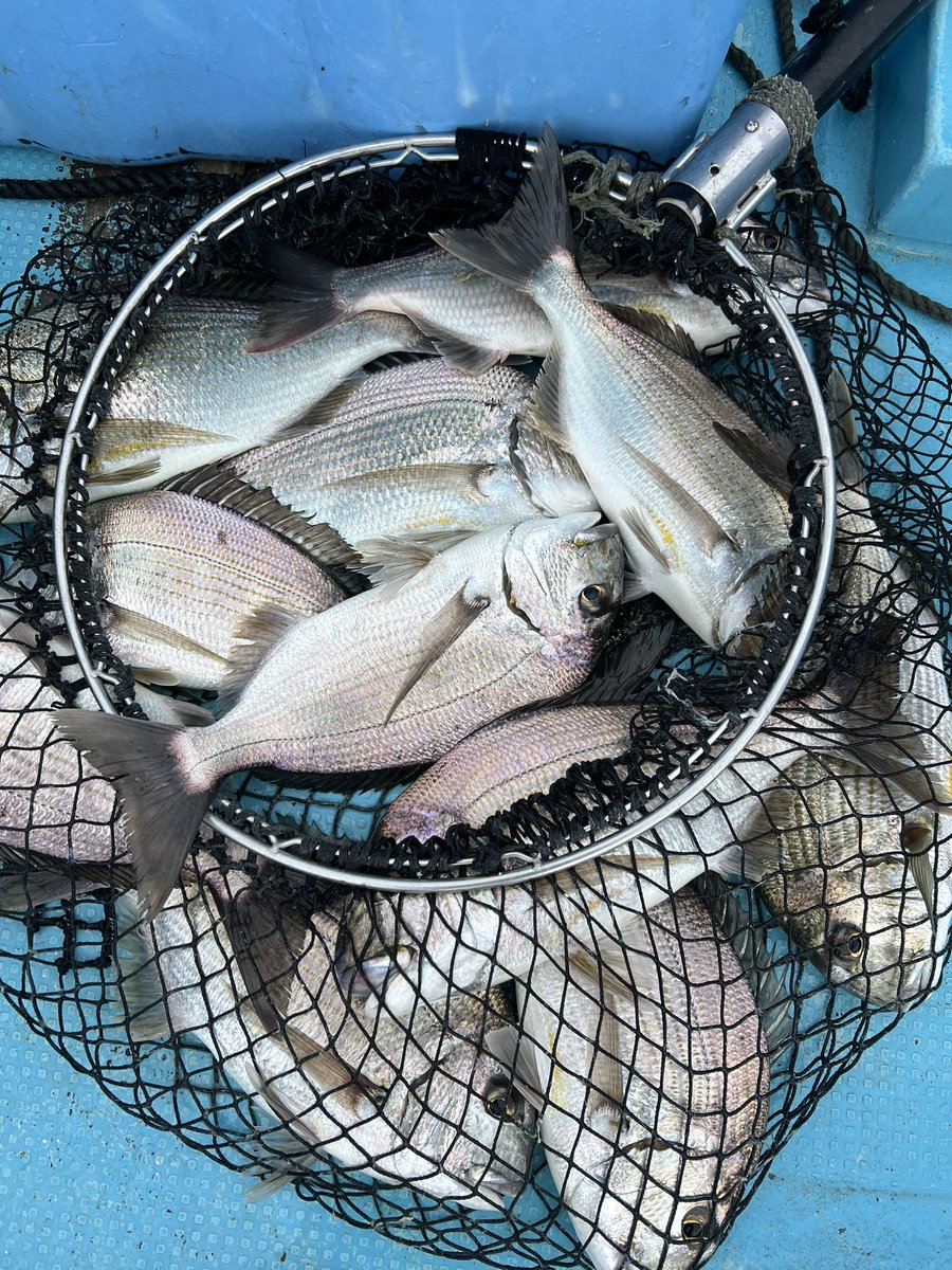 papafishing7's tweet photo. 昨日久々の釣り！！！

大漁！大漁！！

釣りを甘く見てた！笑クーラー2つ持って行くべきだったな！！

まぁー2つ持って行った日は釣れないんだろうけど笑 https://t.co/dheUuciQVK