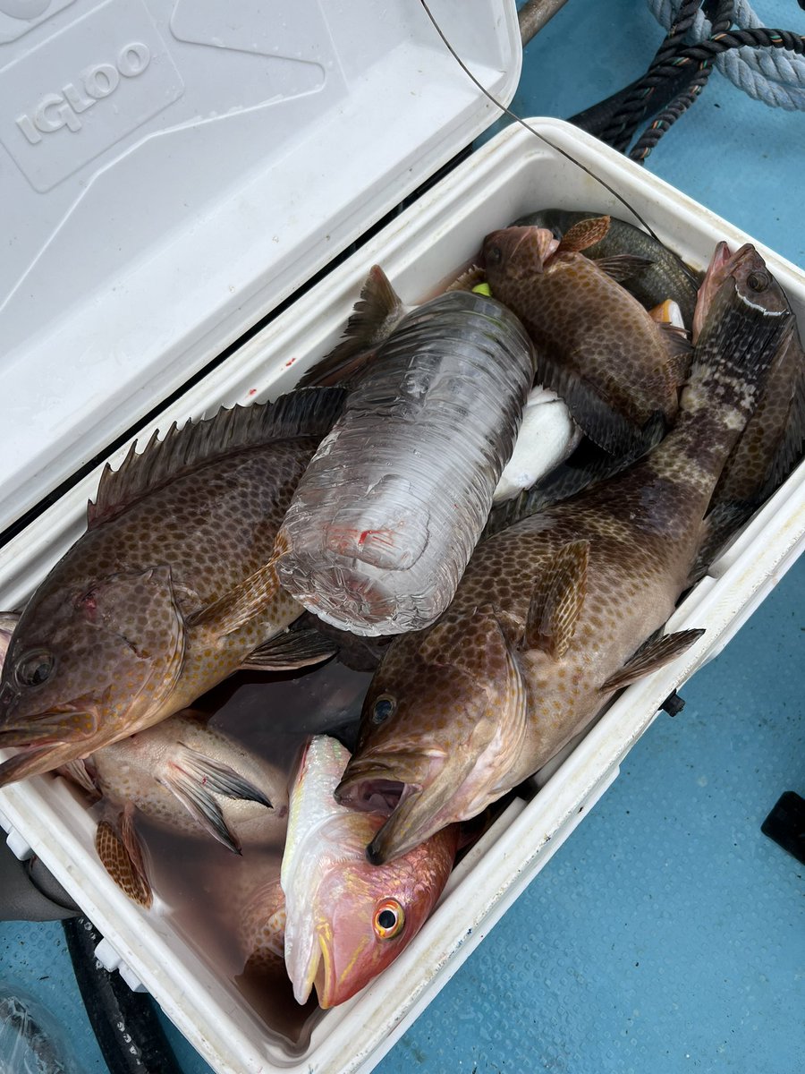 papafishing7's tweet photo. 昨日久々の釣り！！！

大漁！大漁！！

釣りを甘く見てた！笑クーラー2つ持って行くべきだったな！！

まぁー2つ持って行った日は釣れないんだろうけど笑 https://t.co/dheUuciQVK