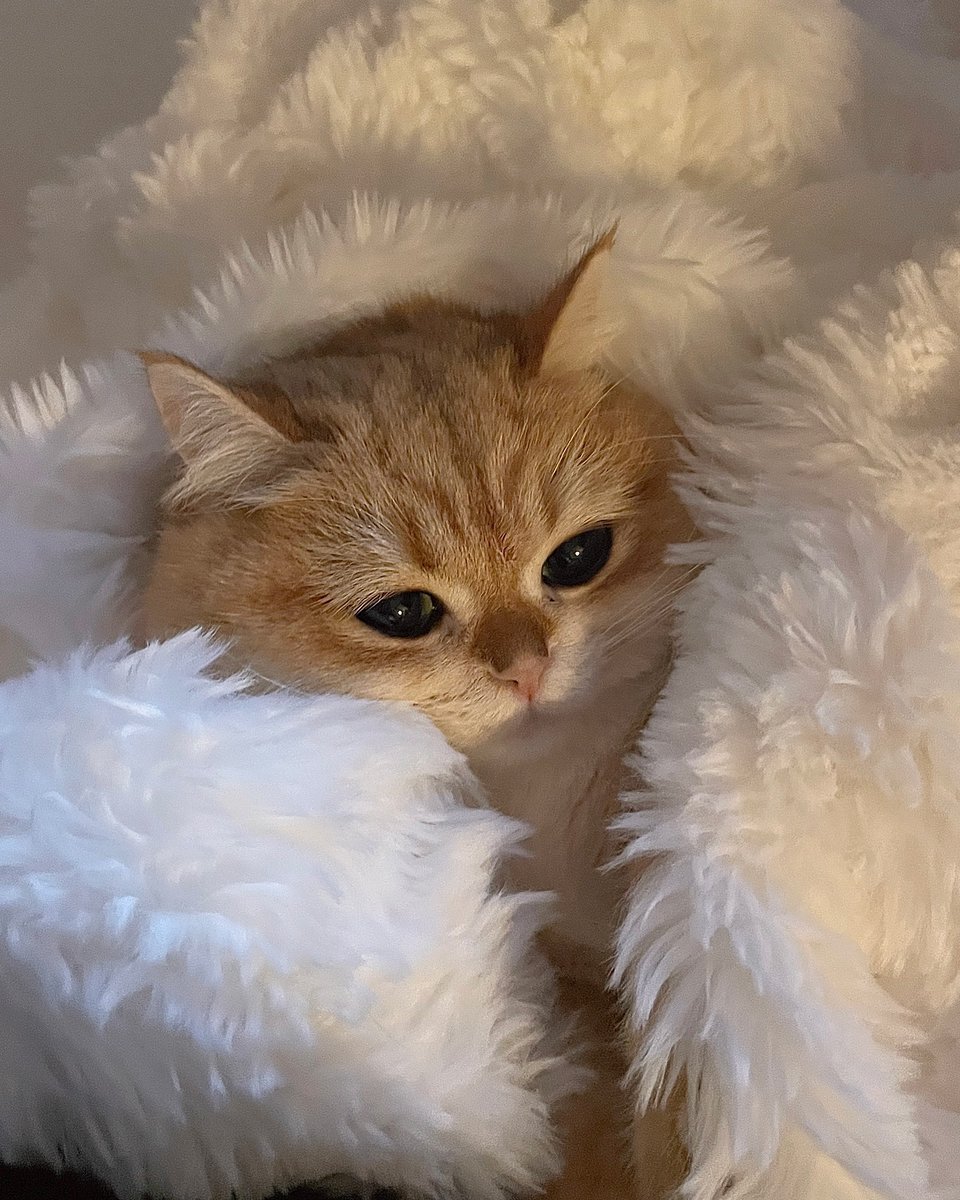 cutest cats (@cutestscats) on Twitter photo 