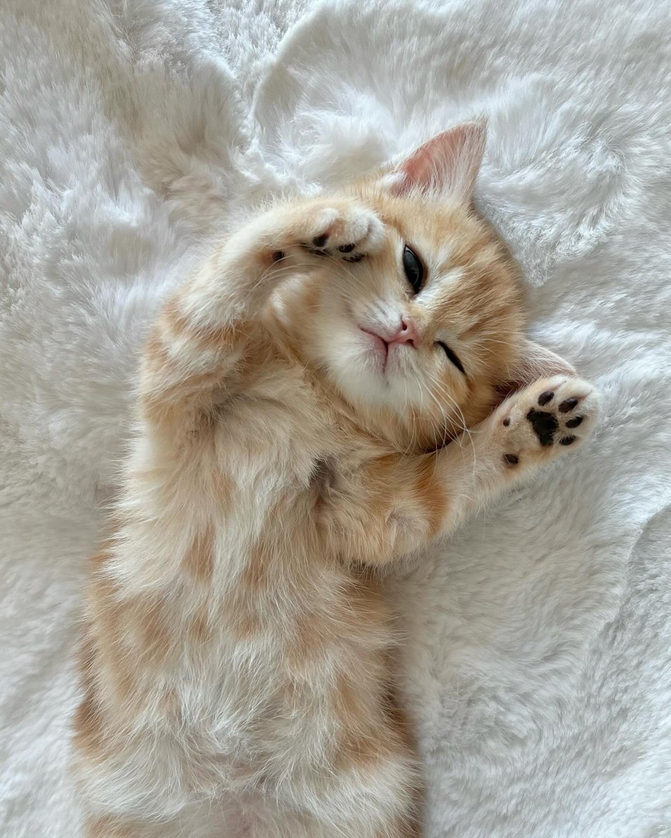 cutestscats's tweet photo. https://t.co/6R1vE1PtJF