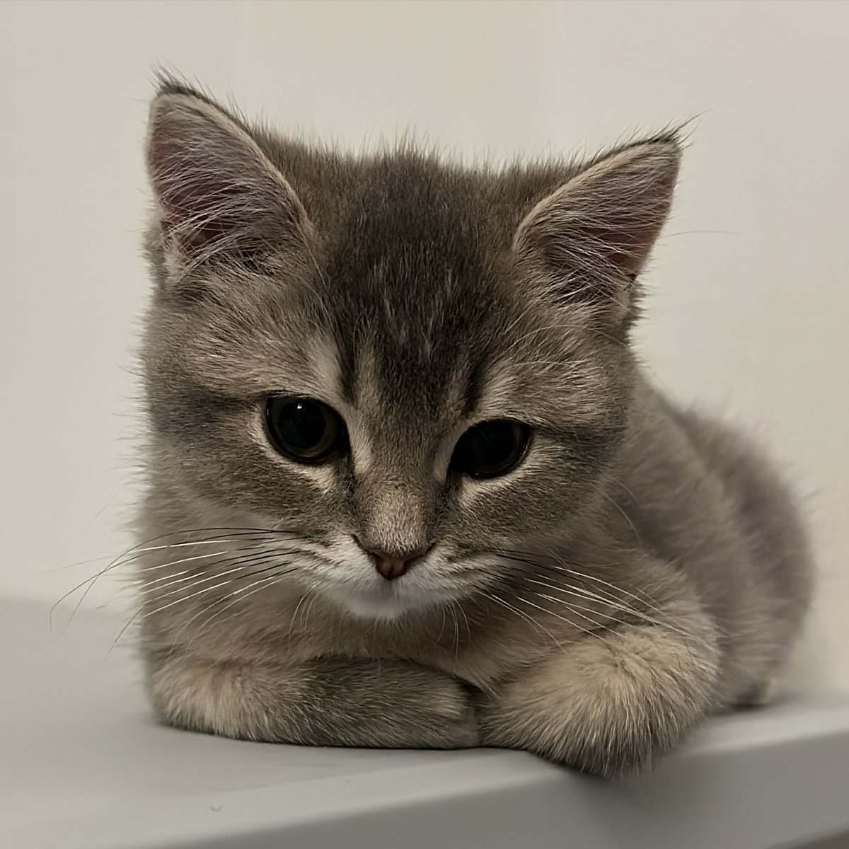 cutest cats tweet media