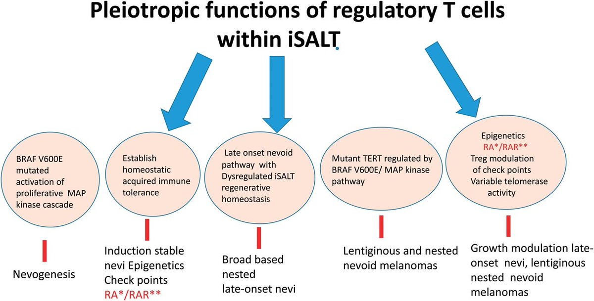 #WhatsNewInDermpath

Utilizing PRAME expression and a meta-analytic framework for iSALT to explore atypical late-onset nevi of the elderly and their relationship with lentiginous and nested nevoid melanomas
journals.lww.com/amjdermatopath…