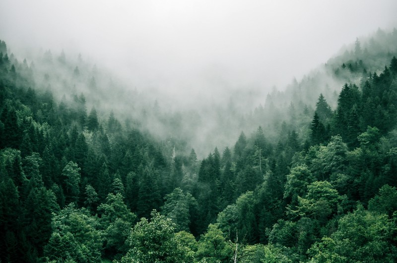 eoroe_climate's tweet photo. Forests are essential to mitigating climate change🌲

To Read Full Article Visit: https://t.co/Q0nFpCh5Cu

Source: @DeccanHerald 

#climatechange #forest #forestmatters #saveforest #climatefinance #carbon #finance #carbonemissions #oxygen #saveforest #planetearth #discoveryearth https://t.co/QN0ziT4krZ