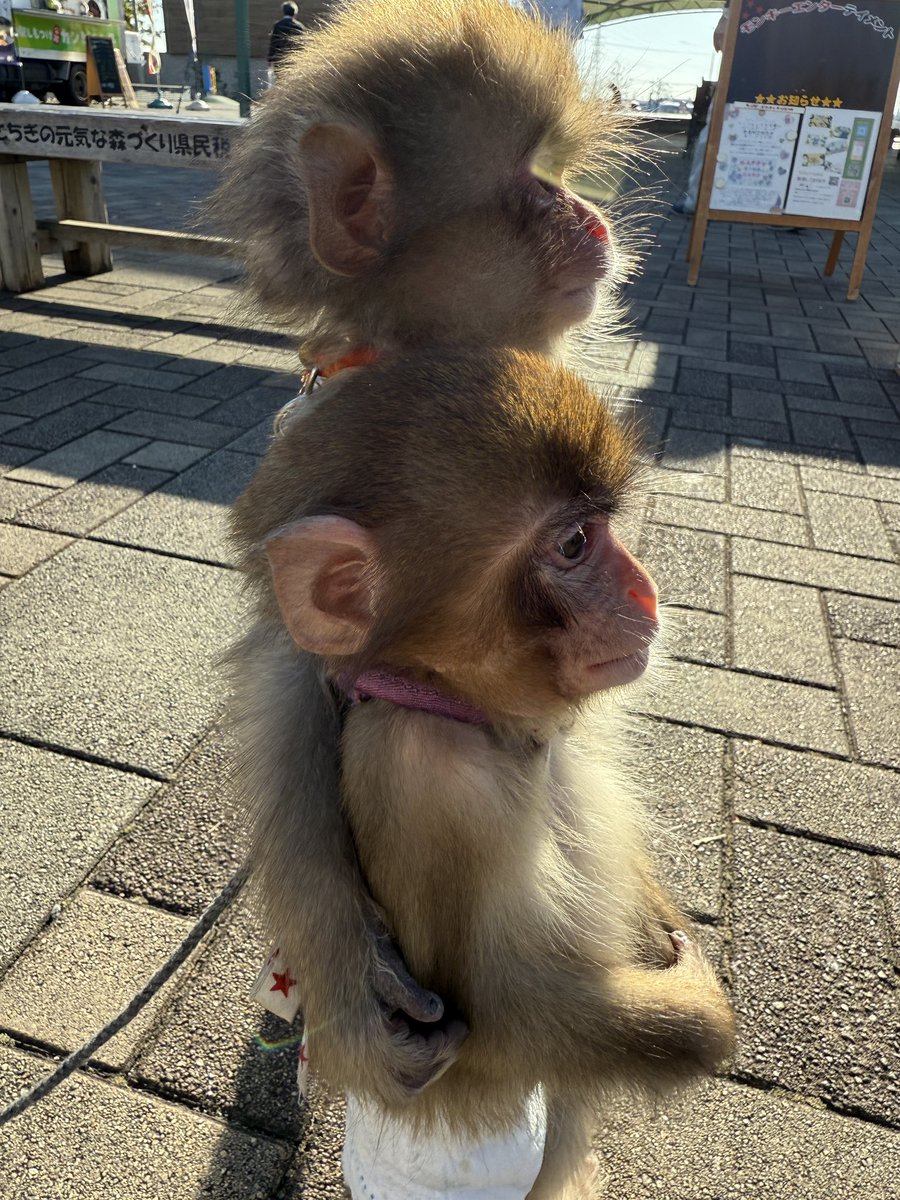 素敵な写真何撮れたので🥰

#モンキーエンターテイメント
#モンタメ　#モン民
#道の駅しもつけ　#かある　#あらし