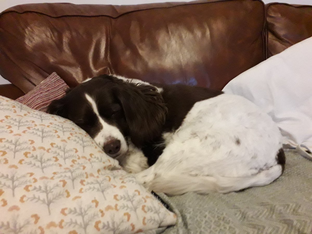 Happy birthday Bella. 14 years old and tearing it up. x