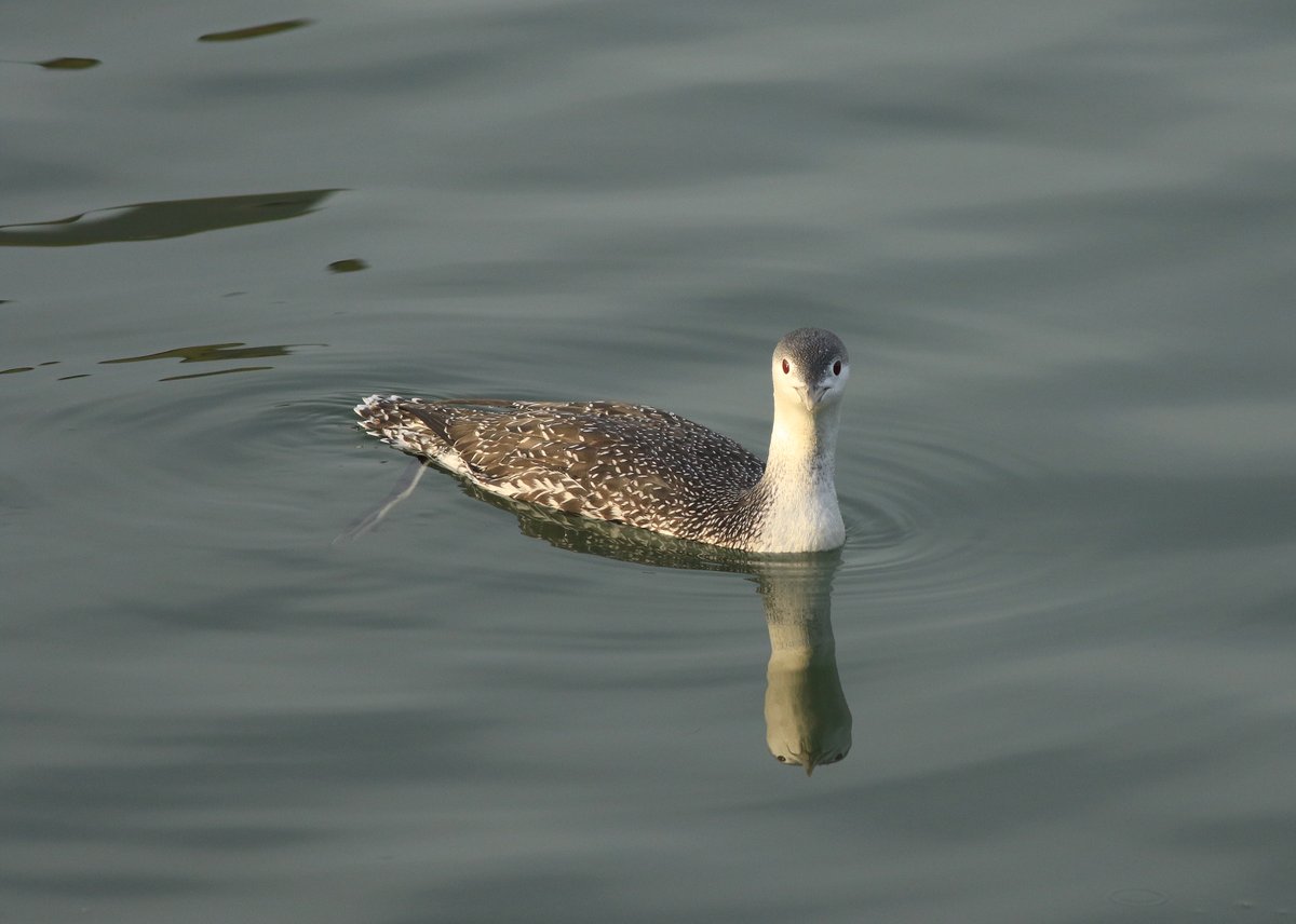 A close-up Red-throated Diver in South Bay, #Scarborough the other day. More here: northernrustic.blogspot.com/2024/12/scarbo…