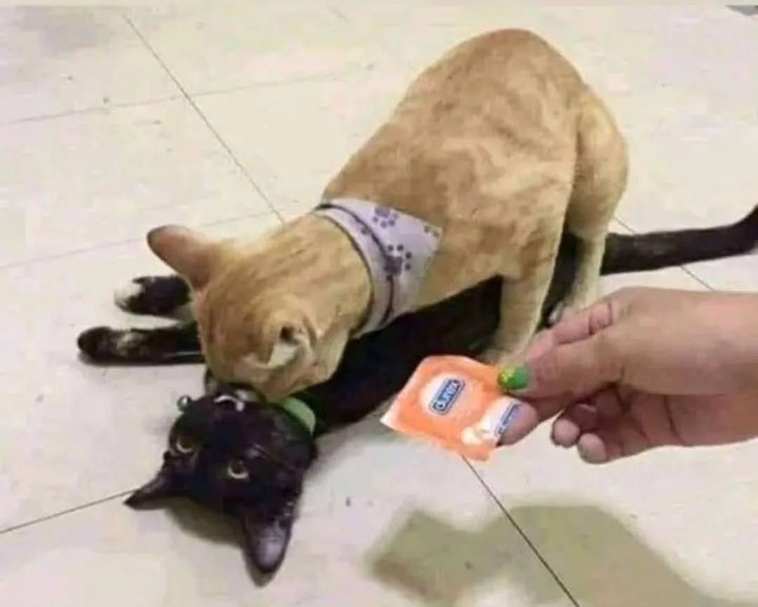 use this😌

#meme  #memepage