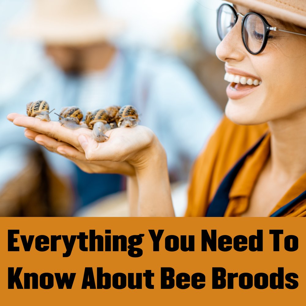 BeeKeepingStudy's tweet photo. Learn here -> https://t.co/ulz3SjOhq9
#Hunter #beekeeping #HoneyBees #savethebees https://t.co/GP1NOy4BpU