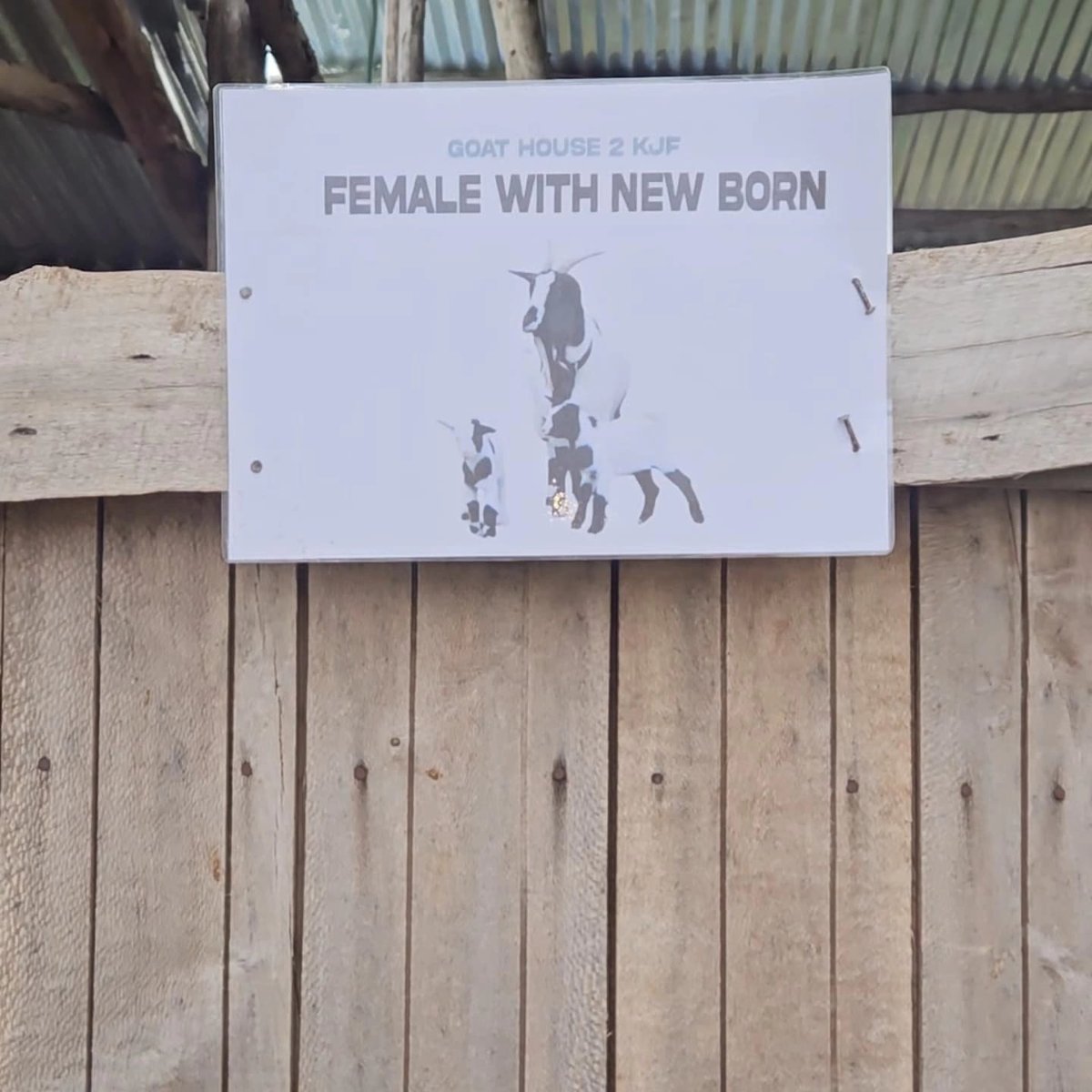 🐐 The Future of #SustainableFarming: Goat Farming at <a href="/KavaJuruFarms/">Kava Juru Farms</a> in #Rwanda 🇷🇼. 
Looking to diversify your agricultural ventures, #GoatFarming is the way to go! Goats thrive on minimal resources, making them ideal for eco-friendly farming. #RwoT #FarmingForFuture #Agropreneur