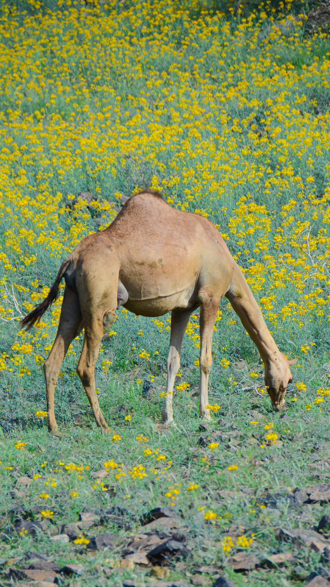 ربيع هدى الشام شمال مكة المكرمة عام 1444 هـ