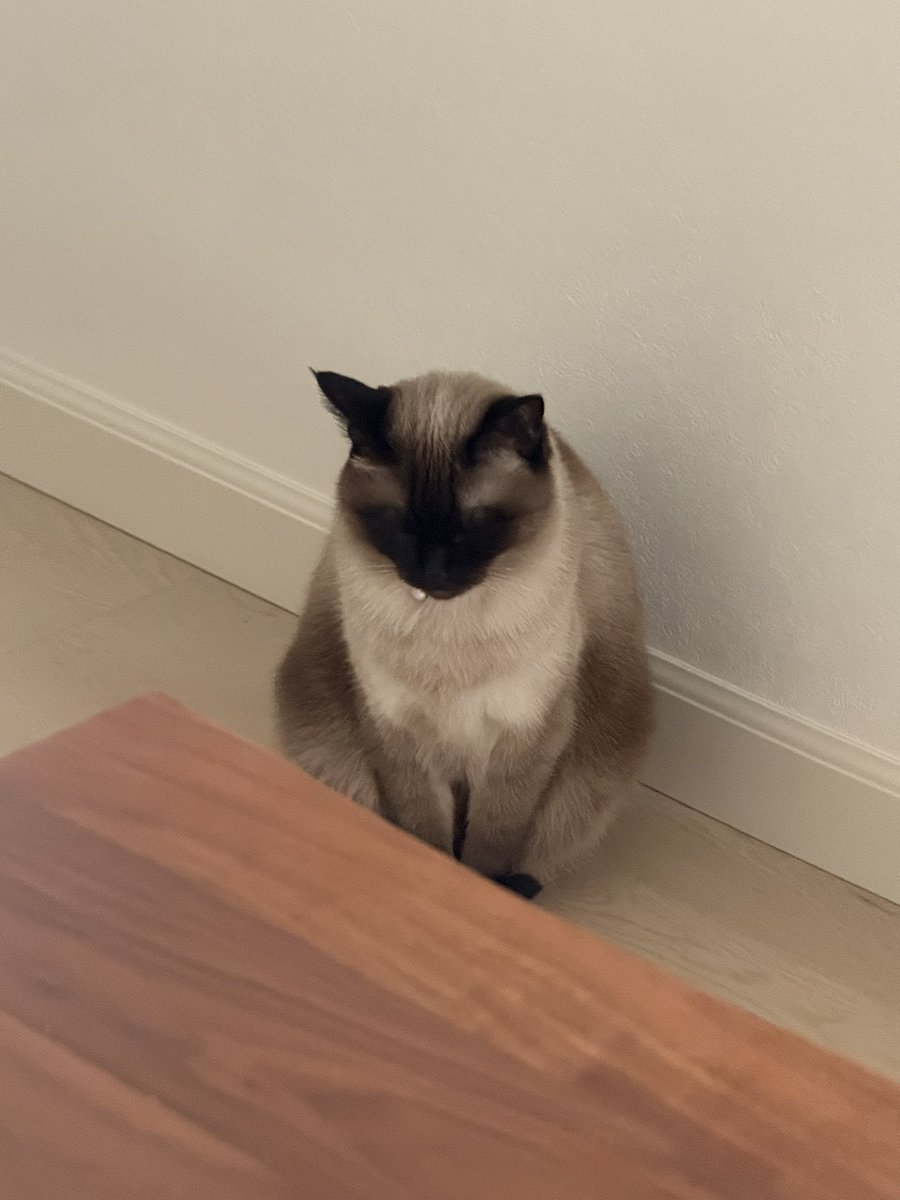 vrkra77's tweet photo. ご飯の3時間前から待機中
#猫
#シャム https://t.co/6gsCo1N0P6