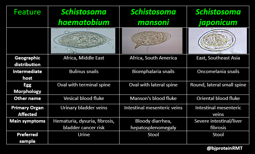 Schistosoma spp.