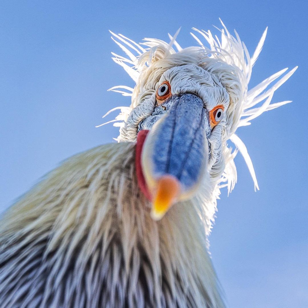 Miss Plume 🪶 (@leplumeux) on Twitter photo #MondayMorning ☕️
Pélican frisé (Pelecanus crispus)
📸 E.Healey #MondayMorning ☕️
Pélican frisé (Pelecanus crispus)
📸 E.Healey