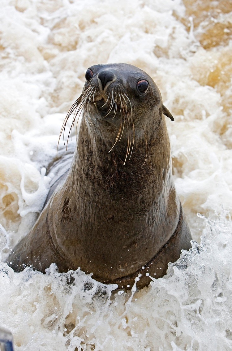 Seal Behaviour to Watch out for

Cape fur seals may show #rabies symptoms like aggression, disorientation, weird movements, or weakness. Please keep your distance and report to local authorities.
#RabiesAwareness #ReportSeals #CommunitySafety
Image credit: CapeNature