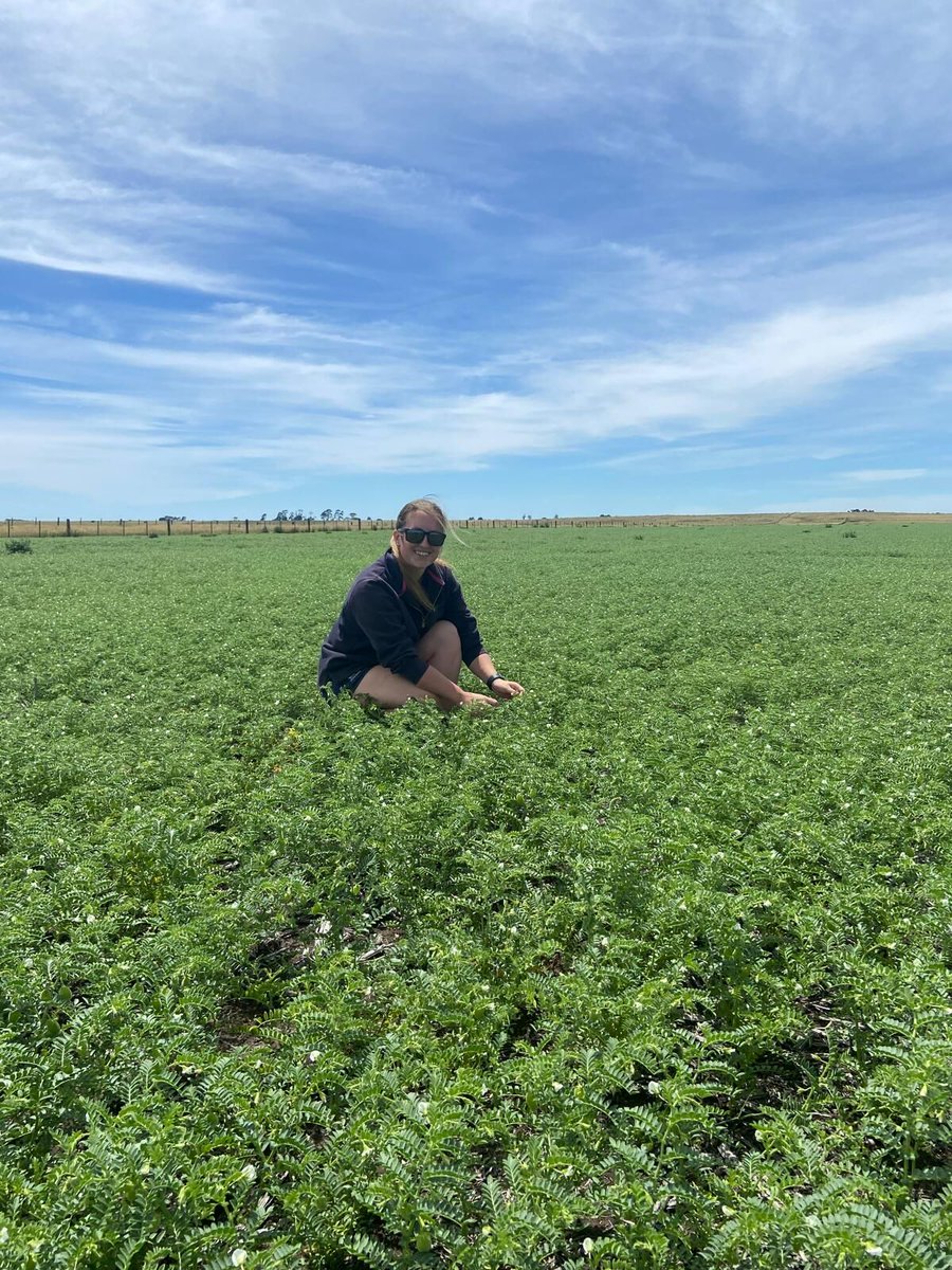 Lynae Howlett checking chickpeas at Hamilton, VIC. 🧑🏻‍🌾🌿