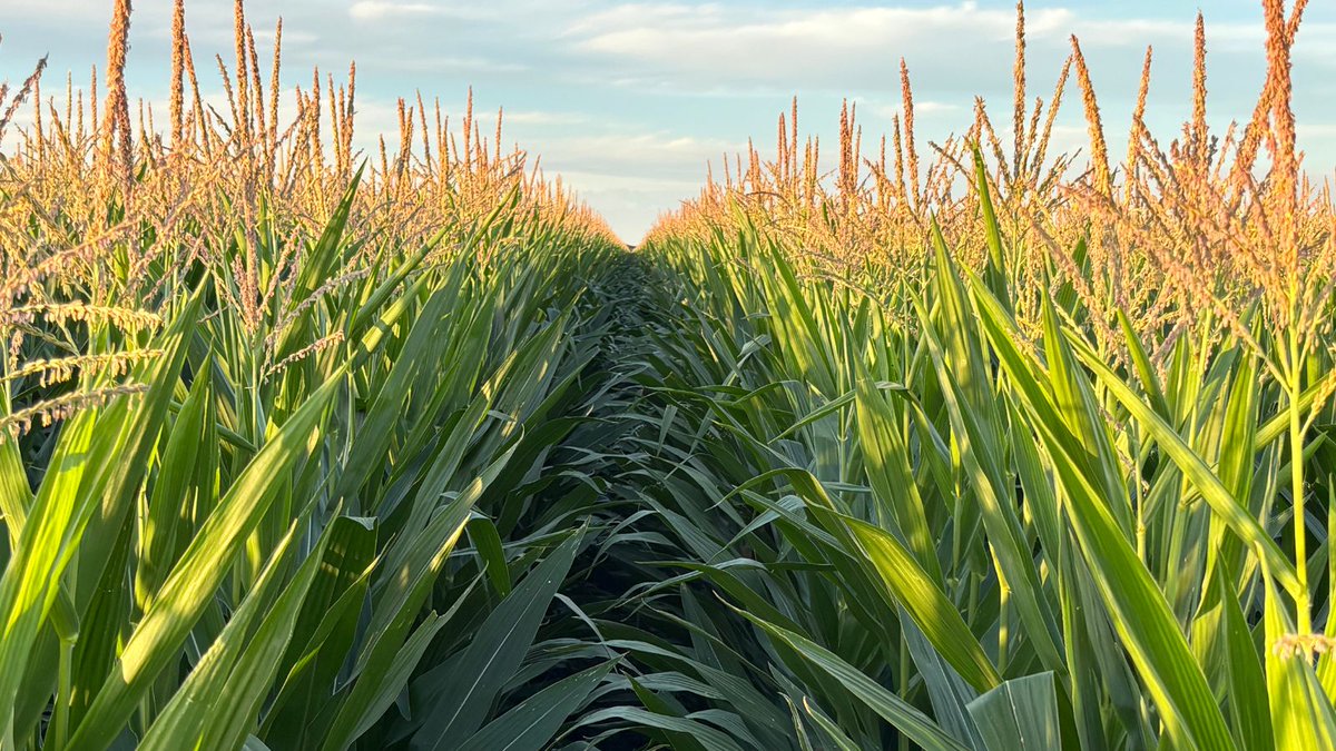pioneerseedsau's tweet photo. A beautiful sunset at the Pioneer® corn STRIKE (Seed Technology Research In Key Environments) trial site, Chinchilla QLD. The trial site is surrounded by a terrific crop of Pioneer corn hybrid P1837. 
Pictures captured by @CSRutland (Pioneer Seeds Territory Sales Manager) https://t.co/SSd6HjygcP