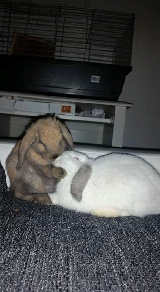 Bunnies's tweet photo. https://t.co/7FxcWrfISL