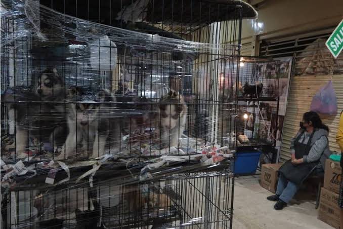 SalvemosABenito's tweet photo. Oigan @FiscaliaCDMX @ClaraBrugadaM 

¿aquí para cuando un operativo e incautación de todos los animales que sufren maltrato y son vendidos con fines de sacrificio? ¿O ahí no hay justicia pronta y expedita solo porque es el Mercado Sonora? ¿de a cuánto es el moche ahí para que no se inmuten? 👇💸