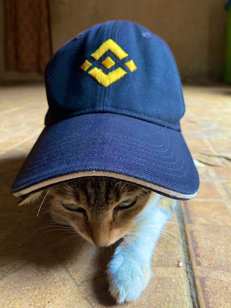 #Binance Cat is "locked in" this new week 🫡