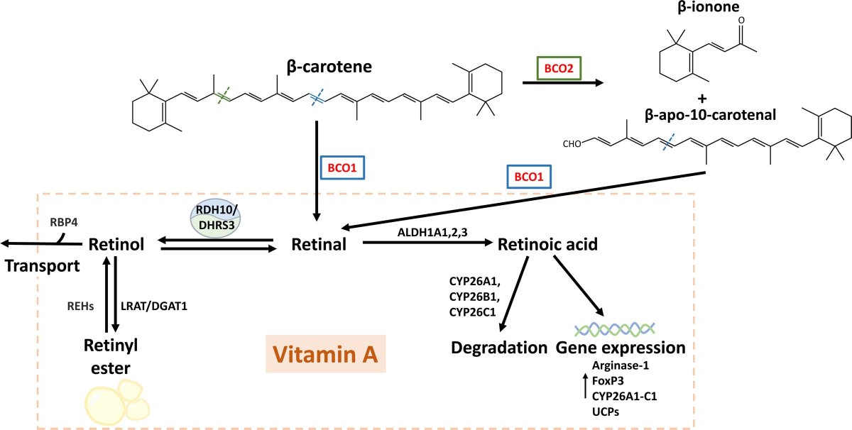 Immunometaboli2's tweet image. Review "Immunometabolic effects of β-carotene and vitamin A in atherogenesis" by Professor Jaume Amengual et al from University of Illinois Urbana Champaign
journals.lww.com/immunometaboli…