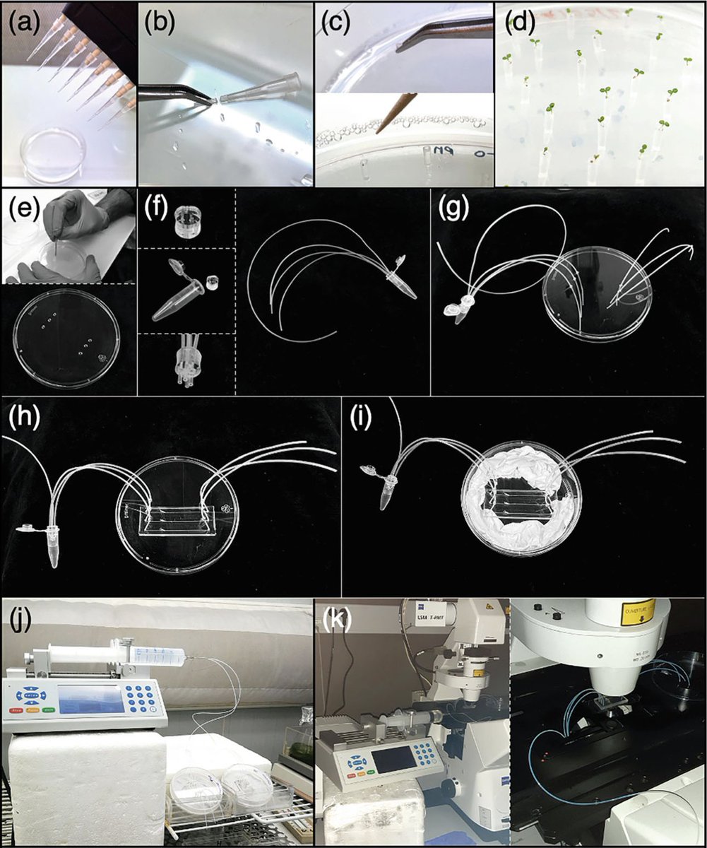 cnrs_ibmp's tweet photo. 🔬New innovation ! Discover a microfluidic platform designed for real-time imaging and quantitative analysis of nuclear dynamics in plant roots. Perfect for high-resolution microscopy studies !
▶️https://t.co/lxXwQavb80 https://t.co/gTSwWHMvoY