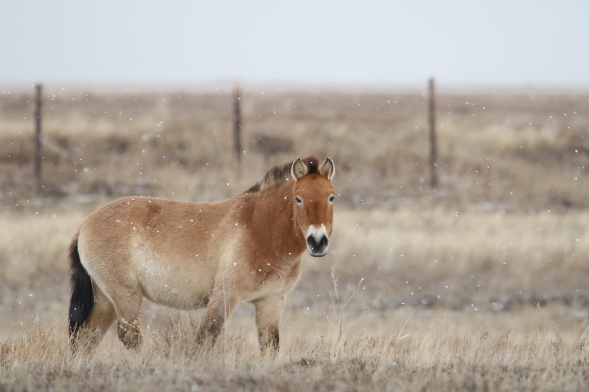ACBK (@acbk_kazakhstan) on Twitter photo These Przewalski’s horses, reintroduced to Kazakh steppe in June and now acclimating at the Alibi reintroduction center, are braving their first harsh winter, showcasing resilience. The <a href="/AltynDala/">Altyn Dala Conservation Initiative</a> Conservation Initiative works to restore the steppe and its vital species. These Przewalski’s horses, reintroduced to Kazakh steppe in June and now acclimating at the Alibi reintroduction center, are braving their first harsh winter, showcasing resilience. The <a href="/AltynDala/">Altyn Dala Conservation Initiative</a> Conservation Initiative works to restore the steppe and its vital species.