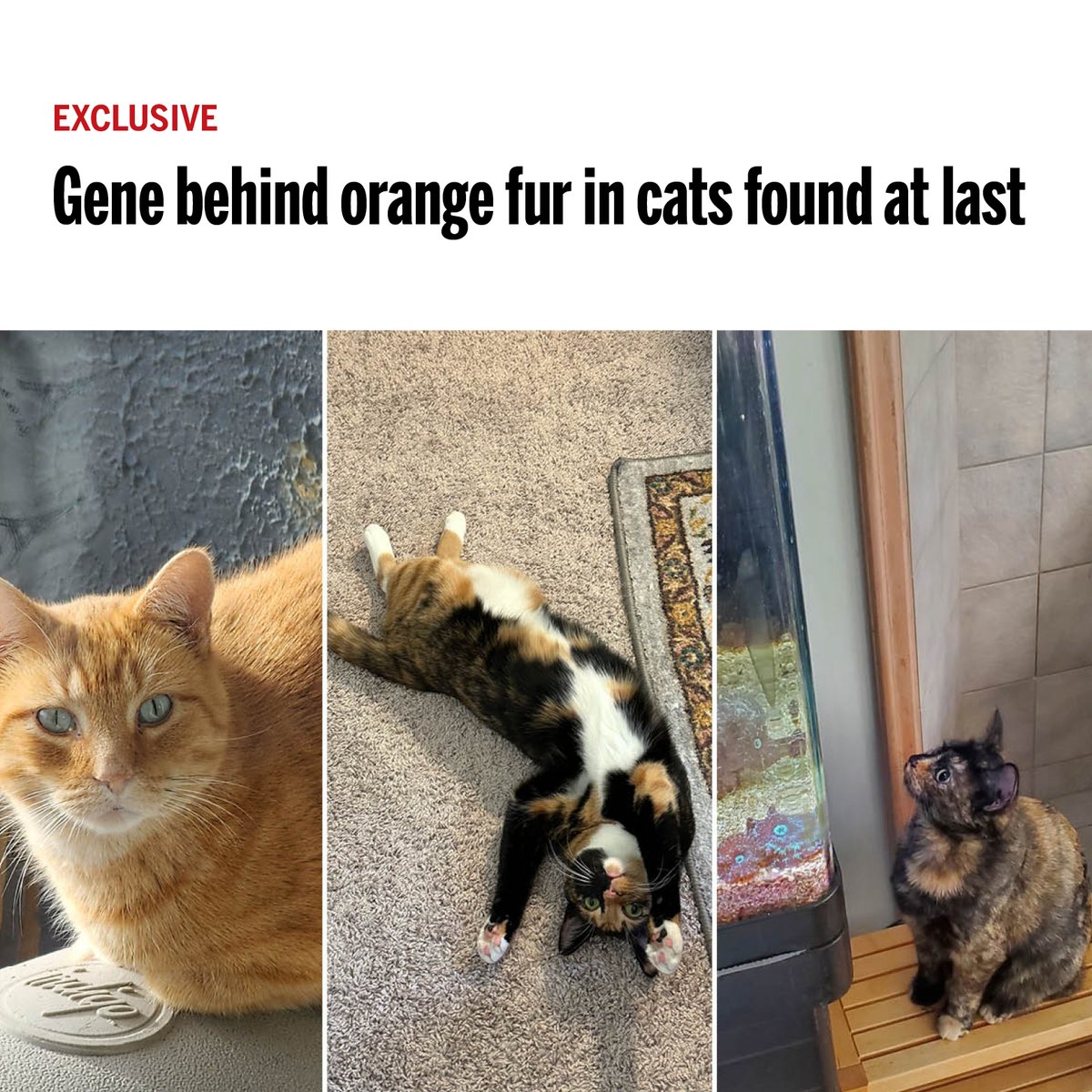 Science Magazine (@sciencemagazine) on Twitter photo Exclusive: After 60 years, scientists finally know why ginger, calico, and tortoiseshell #cats look the way they do. bit.ly/4eTU84K <a href="/NewsfromScience/">News from Science</a> Exclusive: After 60 years, scientists finally know why ginger, calico, and tortoiseshell #cats look the way they do. bit.ly/4eTU84K <a href="/NewsfromScience/">News from Science</a>