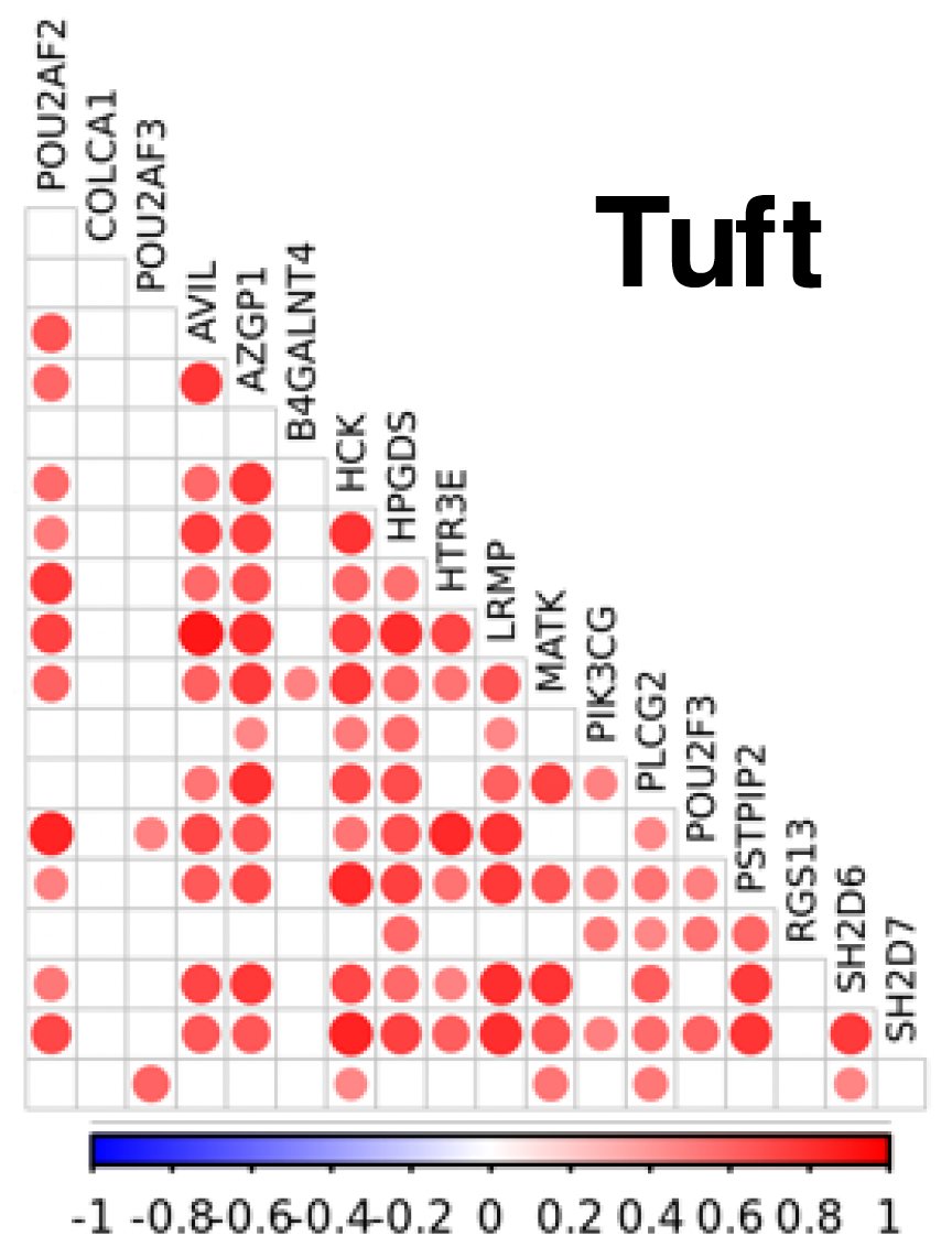 We replicate our previous findings (nature.com/articles/s4159…) showing many trans-genes are specifically expressed by a rare epithelial cell-type called ‘tuft cells’. Interestingly, they seem specifically correlated with POU2AF2. Perhaps this is the important local gene? 5/