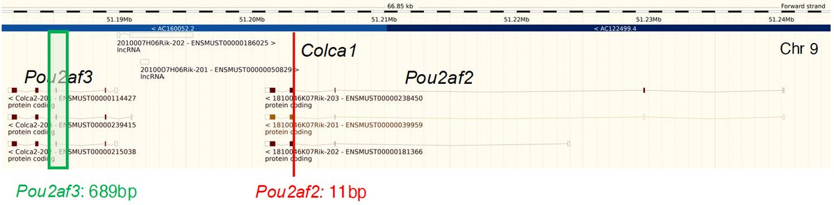 Bradley Harris (@bradleyomics) on Twitter photo For this, we went to mice. Initiated by <a href="/RubyTOsborn/">Dr Ruby Osborn 💙</a>, we first validated mice as a reliable model of CRC-associated molecular phenotypes at 11q23.1, and then knocked out homologs of the cis-genes independently. For this, we went to mice. Initiated by <a href="/RubyTOsborn/">Dr Ruby Osborn 💙</a>, we first validated mice as a reliable model of CRC-associated molecular phenotypes at 11q23.1, and then knocked out homologs of the cis-genes independently.