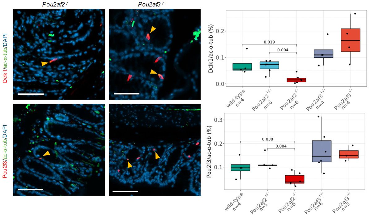 Remarkably, we found expression and tuft cell abundance changes to be strikingly specific to Pou2af2 genotype. While consistent with the expression we saw at the single cell level, this now experimentally decouples the function of these genes in the colon. 12/