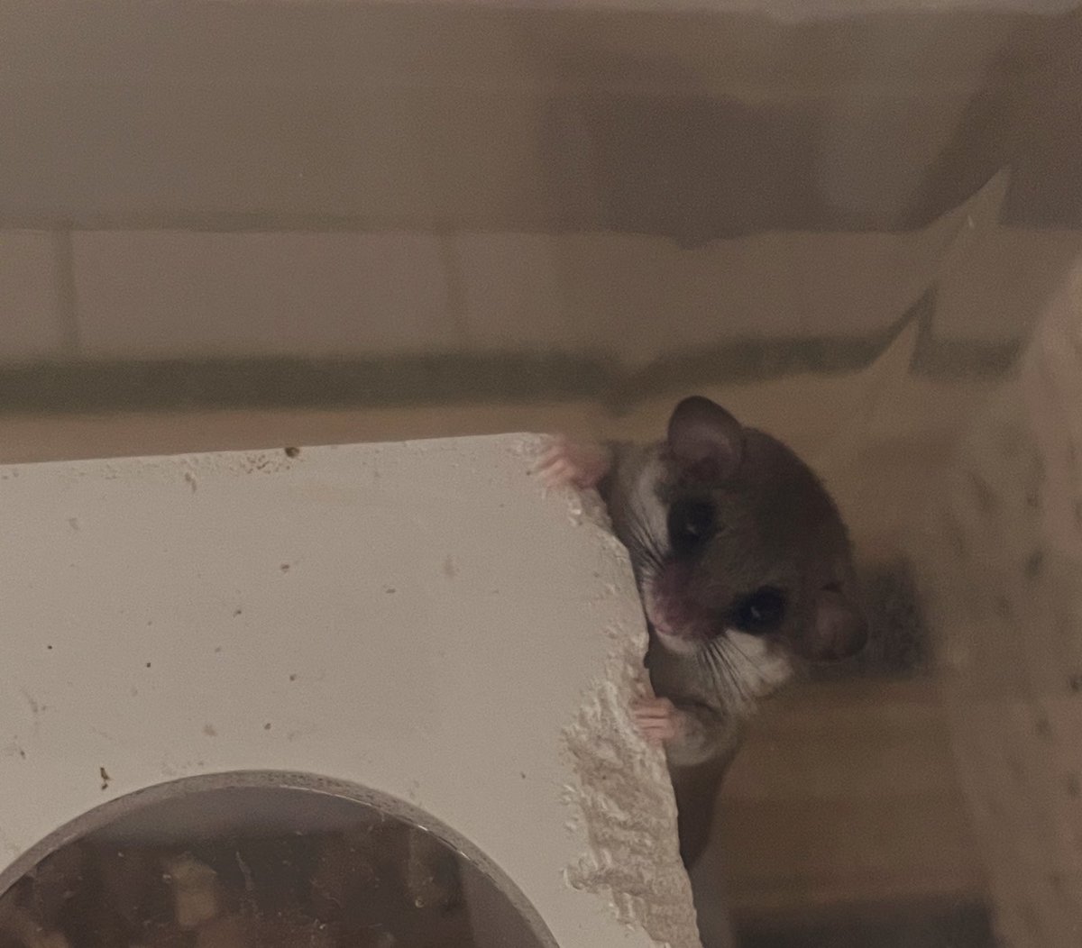 mg_inh_'s tweet photo. ここ最近新たに保護猫さんを迎え入れて、かわいい子たちに囲まれながら長閑で幸せな日々を送っています🍀 https://t.co/Frs3PEhVUr