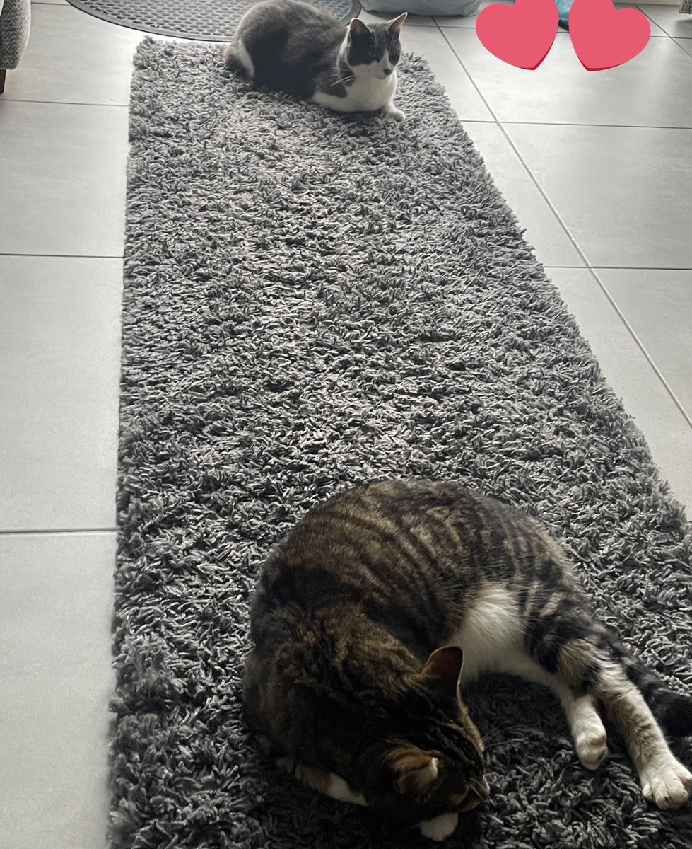Anyone for croissant 🥐 or a loaf 🍞? 😹 happy #kittyloafmonday pals 
love and purrs - Sox and Luna 😻💗🎅🎄🌱🌼🤩🐾

#December2024 #CatsOfTwitter #cats #MondayMotivation #newweek