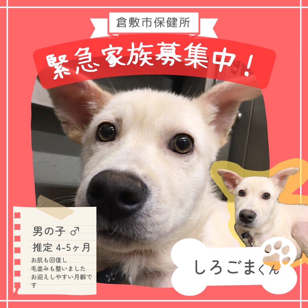 lharmonie2424's tweet photo. 現在収容数過多で大ピンチの倉敷市保健所

アポロくん
ケンくん
まさおくん
しろごまくん
コスくん

期限を延ばしてもらい募集を続けている子たちです。
必ず運命の家族と出会えることを信じてご縁を待っています。 https://t.co/ef4ii2BgG6