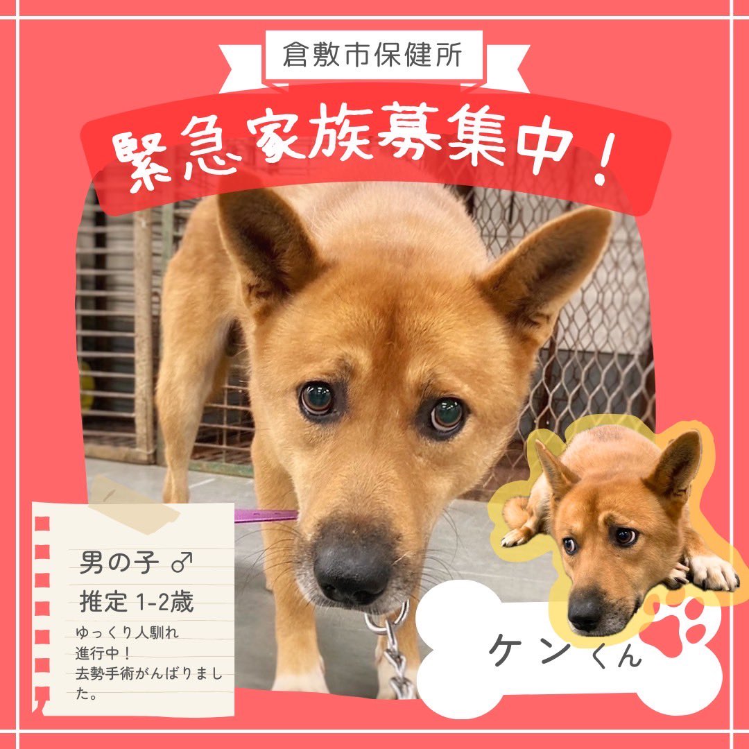 lharmonie2424's tweet photo. 現在収容数過多で大ピンチの倉敷市保健所

アポロくん
ケンくん
まさおくん
しろごまくん
コスくん

期限を延ばしてもらい募集を続けている子たちです。
必ず運命の家族と出会えることを信じてご縁を待っています。 https://t.co/ef4ii2BgG6