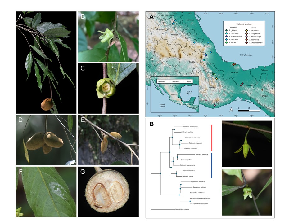 AndrsErnestoOr1's tweet photo. Just published: 

This study [https://t.co/BdehYmCuum] presents the first taxonomic revision of the genus Tridimeris (Annonaceae), revealing 10 species, 6 new to science.

Scientific collections are vital for research and conservation; this study advocates their preservation. https://t.co/U4I1u8iVfz