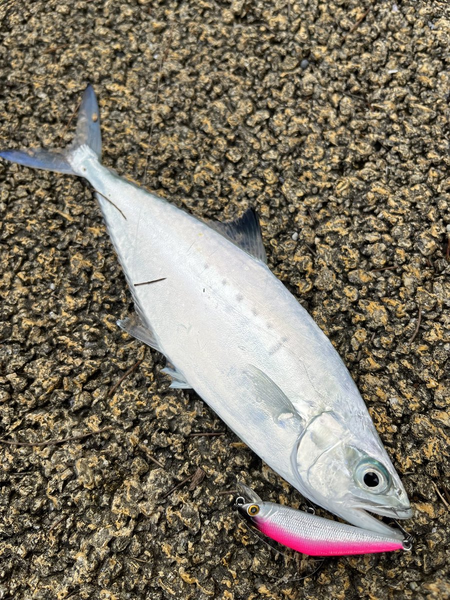 kuririn2008K's tweet photo. 1週間の沖縄本島、宮古島出張！

【宮古島の部】
朝早く起きて釣りしてから仕事して酒飲んで最高過ぎたな
宮古島に移住したい、、、 https://t.co/tUhwdaITOs