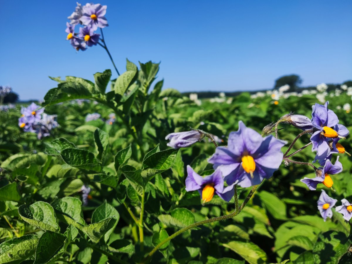 5. Dez.: #Weltbodentag 🌍
Gesunde Böden sind die Grundlage für 🌾Nahrung, 💧sauberes Wasser &amp; 🌡️ Klimaschutz!

Wussten Sie? 🥔 Kartoffeln fördern durch
✅ Bodenlockerung
♻️ Nährstoffzirkulation
🌿 Erosionsschutz
eine nachhaltige Bodenbewirtschaftung.
#Nachhaltigkeit #SoilHealth