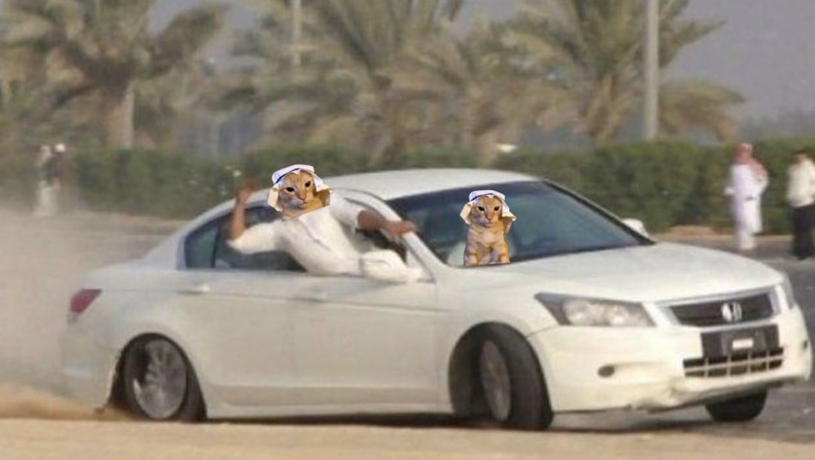 arab cat tweet media