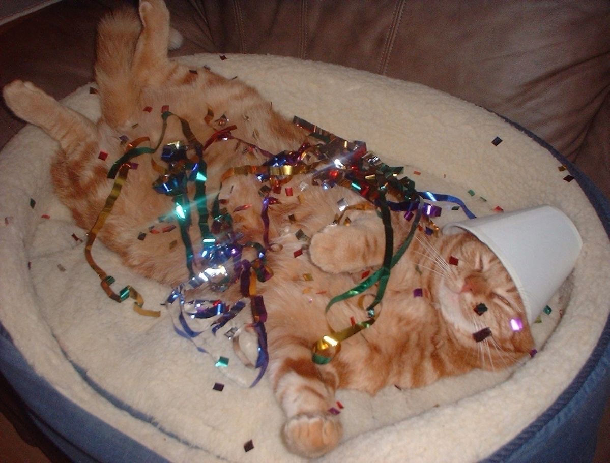 🍊'S A STAR! tweet media