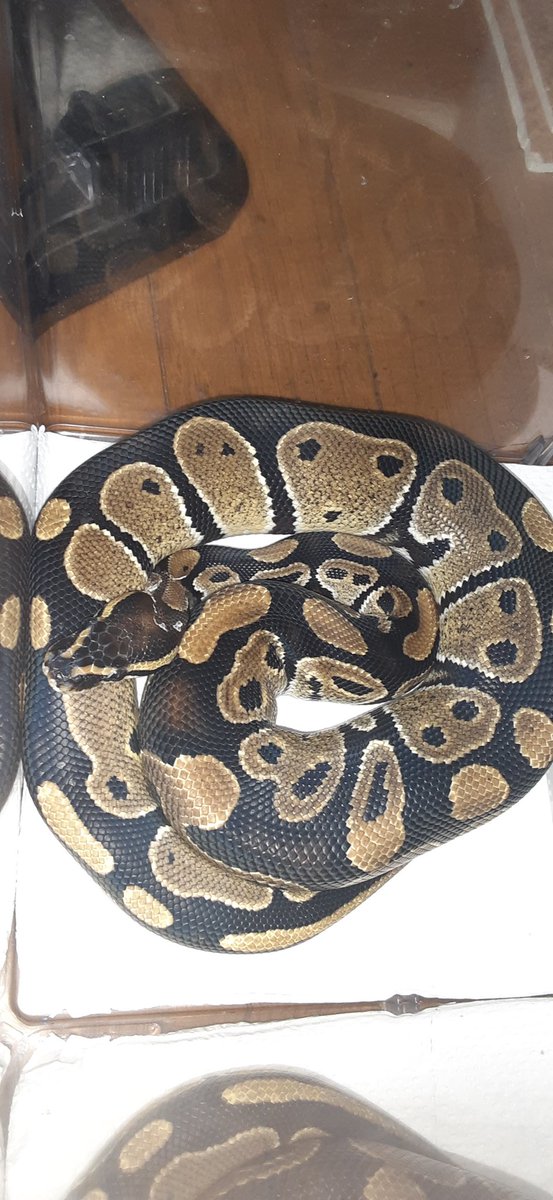 ボールパイソン🐍玉三郎

なんと言っても、ノーマルが一番好き❤️
宇宙人👽️の顔が並んでる所が好きです☺️

お腹がすいた状態が分かりやすい子
尿酸か💩する👉️にょろってにょろって👉️水いれひっくり返す👉️その後水いれの上で待機
🐭見せると、間髪いれずに食いつきます
WCなのにね😁