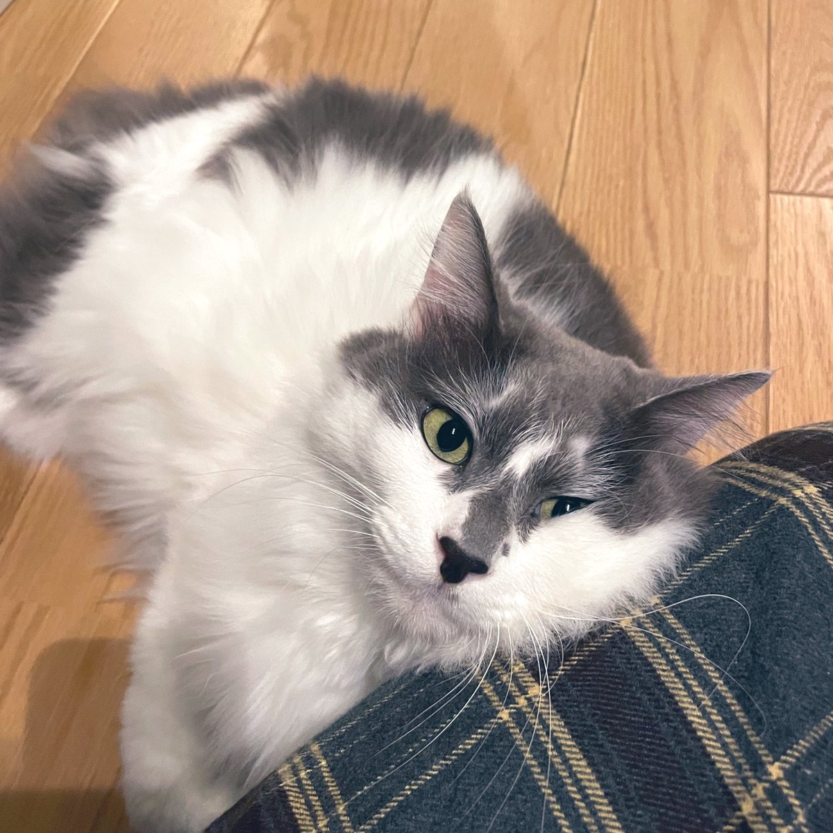 ややや tweet media